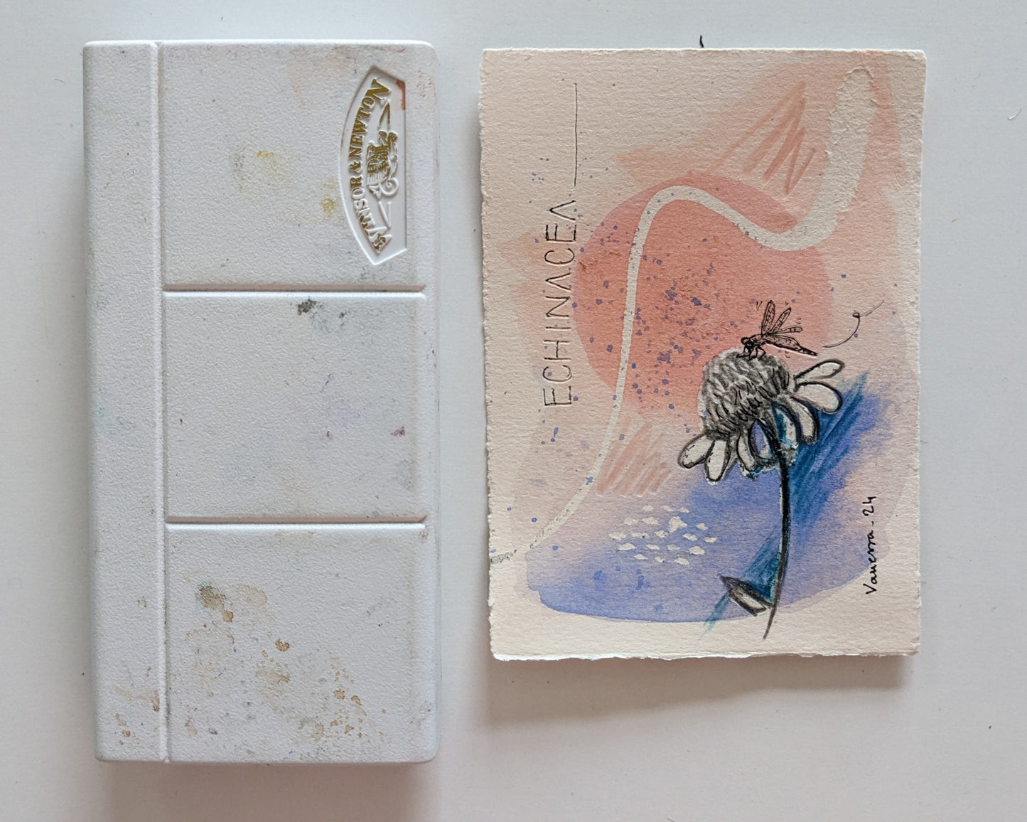 Echinacea and dragonfly