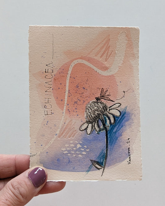 Echinacea and dragonfly