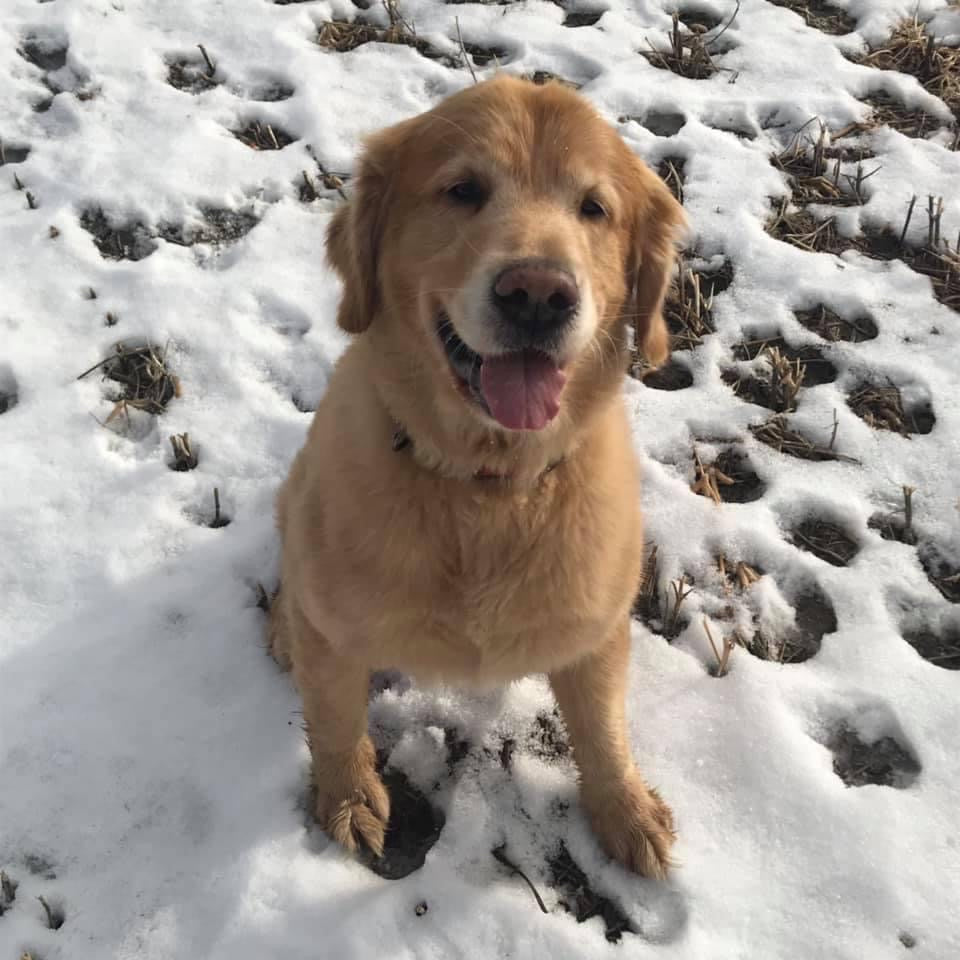 Custom animal portrait